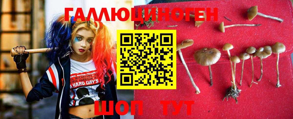 Омск  Псилоцибиновые грибы GOLDEN TEACHER  Вход с VPN  Галлюциногенные грибы мицелий 
